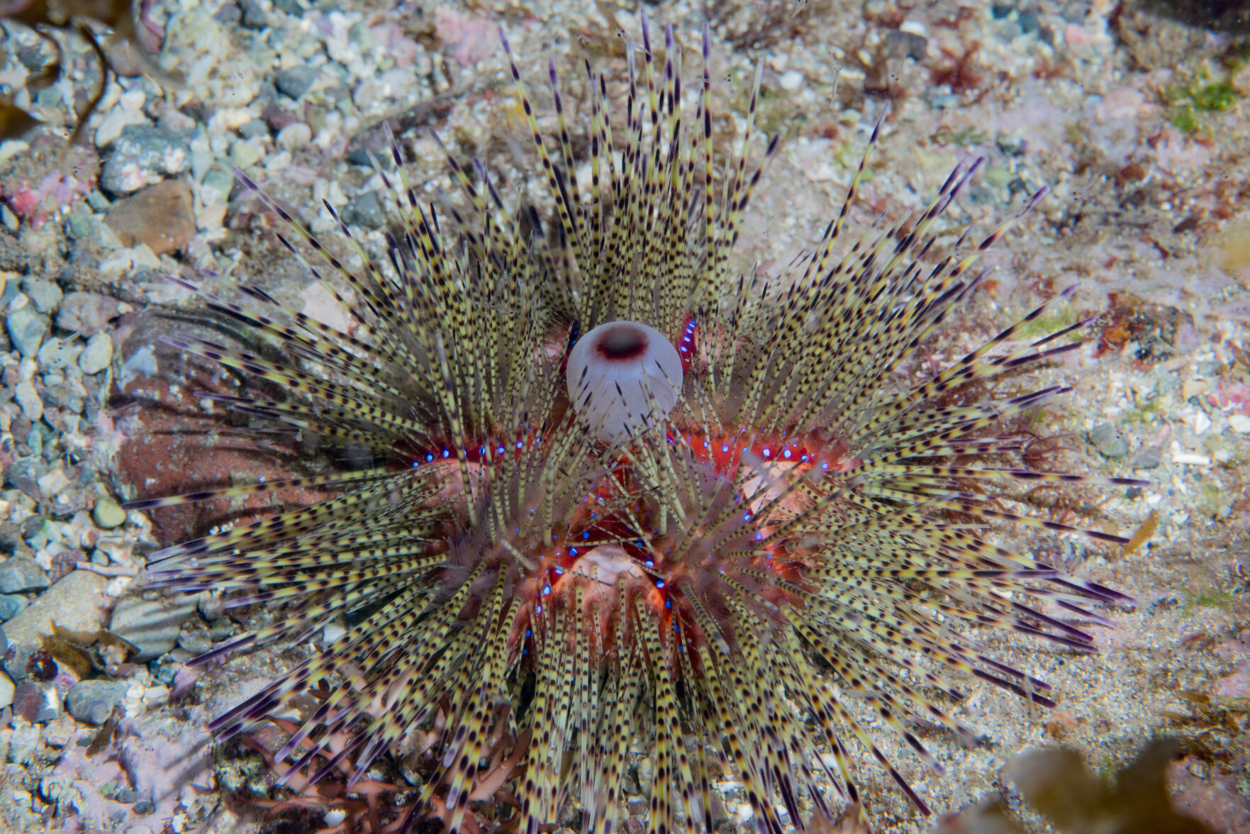 Night diving, Sea of Cortez, San Carlos